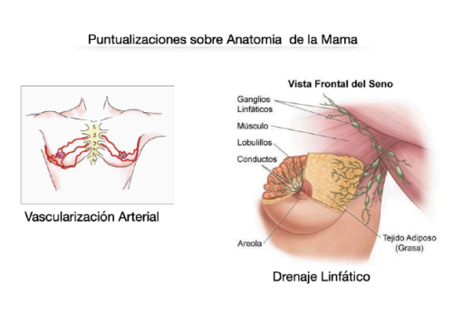 Anatomía de la mama